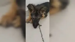 How I trained my dog in hindi | Hindi vlog | GSD | German shepherd commands in hindi