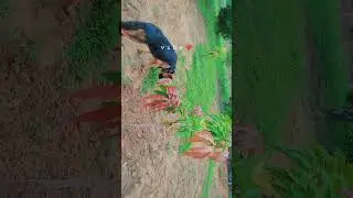 #sunnyvlog #shortsfeed #germanshepherd