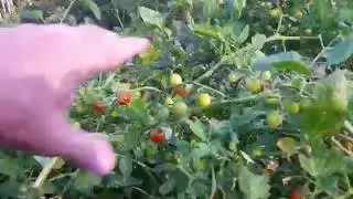 Off grid solar homestead  (2016 garden update)