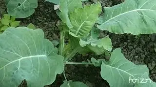 i grow this vegetables isnot nice guys comment me#green#greencsreen#greenery#love#nature.