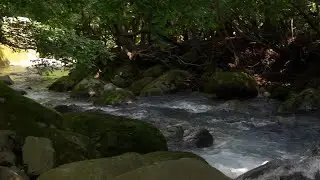 Izu-157  Mountain torrent in Kawazu 渓流 萩ノ入川