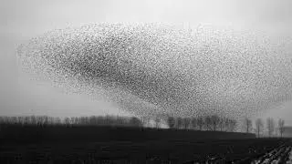 The art of flying. Jan Van Ijken