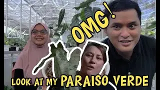 Importing Plants in Canada ft. Jungle Flowers Canada