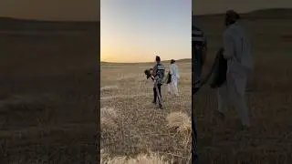 Hunting quail with tha Pakistan famous dog gunner #ytshorts