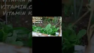 vitamin on spinach🍃