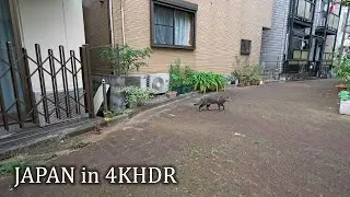 Прогулка по Сасадзука, Токио・4K HDR