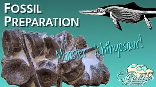 Fossil Preparation at Emanya | Icthyosaur