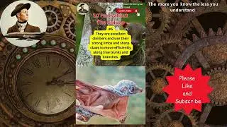 10 Facts  About  The Colugo #weird #animals #nature #odd   @TheArchimedesFiles
