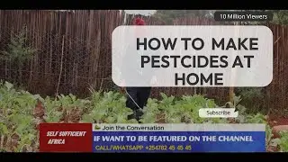 DIY ORGANIC PESTICIDE WITH CHILI PEPPER & GARLIC | CULTIVATE A SELF-SUFFICIENT PARADISE AT HOME