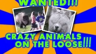 FUNNY CRAZY ANIMALS ON THE LOOSE
