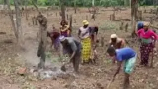 Drought caused by logging making farming near impossible