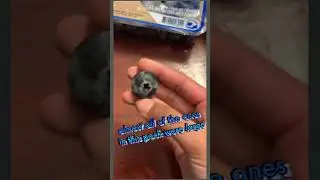 these blueberries are huge!