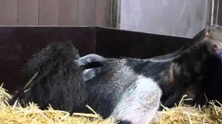 Grote miereneter geboren in ARTIS - februari 2016