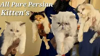 Pure Quality Persian kittens available at Imad Cattery Mehdipatnam | Punch face kittens in Hyderabad