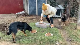 They were waiting for me… and a bowl of food became their happiness