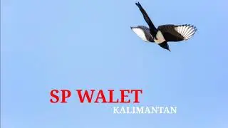 SUARA WALET | SP RATU WALET PASKA | SUARA WALET TV