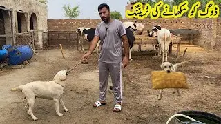 How to Train Dog 🐕 Labrador Dog Training dog || Dog Training Tips 