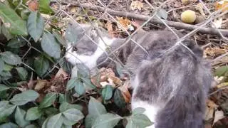 Cat stuck in fence.