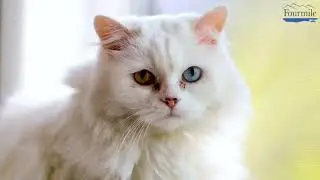 We all love our pets. CBD works for them too www.fourmilehealth.com