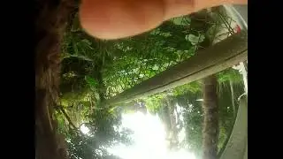 Mother Trachycarpus Palm trees that have produced the most cold tolerant offspring