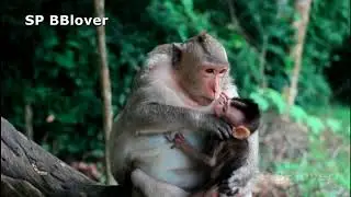 How Baby Monkey Escape From Kidnapper To Momi BBlover 114