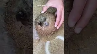 🔥 C&oacute;mo Hacer Leche de Coco Casera 🥥 &iexcl;Deliciosa Receta! 🤤