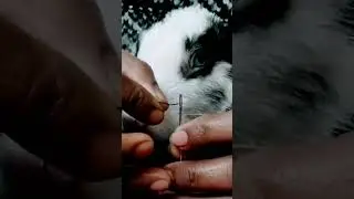 learning skills for the future #music #song #rabbit #bunny #cute #talentedkids #funlearn