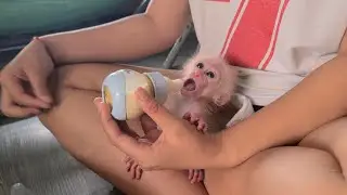Mom teaches baby monkey how to drink milk from a bottle