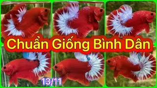 ĐỢT C&Aacute; BETTA NG&Agrave;Y 14/11/2022 RED FANCY STAR CHUẨN GIỐNG || BETTA SUMO