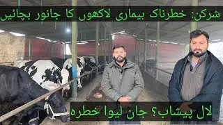 Sharkan (Red Water) Disease in Dairy Animals | Causes, Symptoms, Prevention & Treatment | Dr Arham