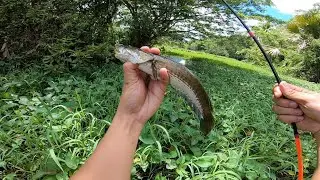 Jungle Fishing Native Snakeheads , Paboritong Pamain sa Dalag | Snakehead Fishing Philippines