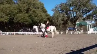 Herrmann's Royal Lipizzan Stallions