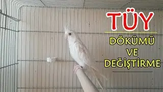 Kuşlarda Tüy Değişimi - Cockatiel Bird Molting