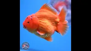 Shogun Classic Gold Short Tail Oranda 4-4.5 inches (240906_OR10)
