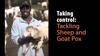 Taking Control: Tackling Sheep and Goat Pox