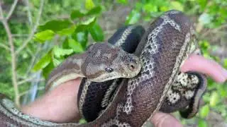Genetic Stripe Bredli Carpet Python Female ~5 FT