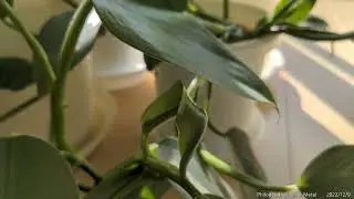Philodendron Silver Metal　2022/12/9　フィロデンドロンシルバーメタル