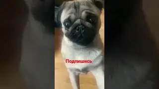 #рекомендую #хочуврек #ilovefortnite #мопс#newmeme #а4#Поззи