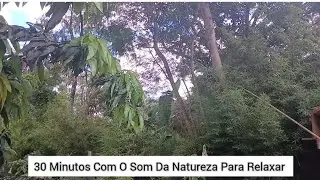 30 MINUTOS COM O SOM DA NATUREZA PARA RELAXAR 