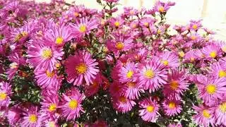 Beautiful Close-up Flower Images