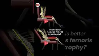 Which is better for rectus femoris hypertrophy?