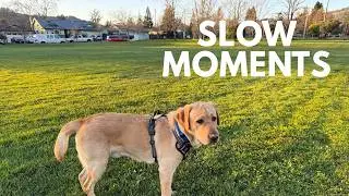 Peaceful Sunset Walk with Labrador at Taylor Mountain Park Santa Rosa | Relaxing Dog Video
