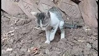 Bahut hi cute Hain Ye billi ke bachche || Indian Kitten Toilet Time || Wild Pets