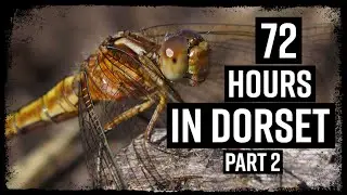 72 Hours in Dorset Part 2 - UK Heathland #wildlife In Search of Rare Lizards