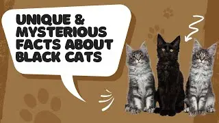 15 Unique & Mysterious Facts About Black Cats||why black cate is unique ?||veterinary channel