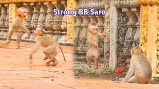 Wow...Baby monkey SARO is so brave and strong to play with other monkeys.