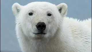Arctic Sentinels: The Silent Struggle of the Polar Bear | TPC8