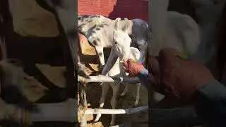 Lor #trending #youtubeshorts #horse #ytshorts #shorts #dailyvedio #viral