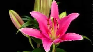 Flowers Of Ukraine, Delivery of Flowers, Ukraine Flower Delivery