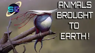Alien Animals On Earth - Space Embassy #Short 6